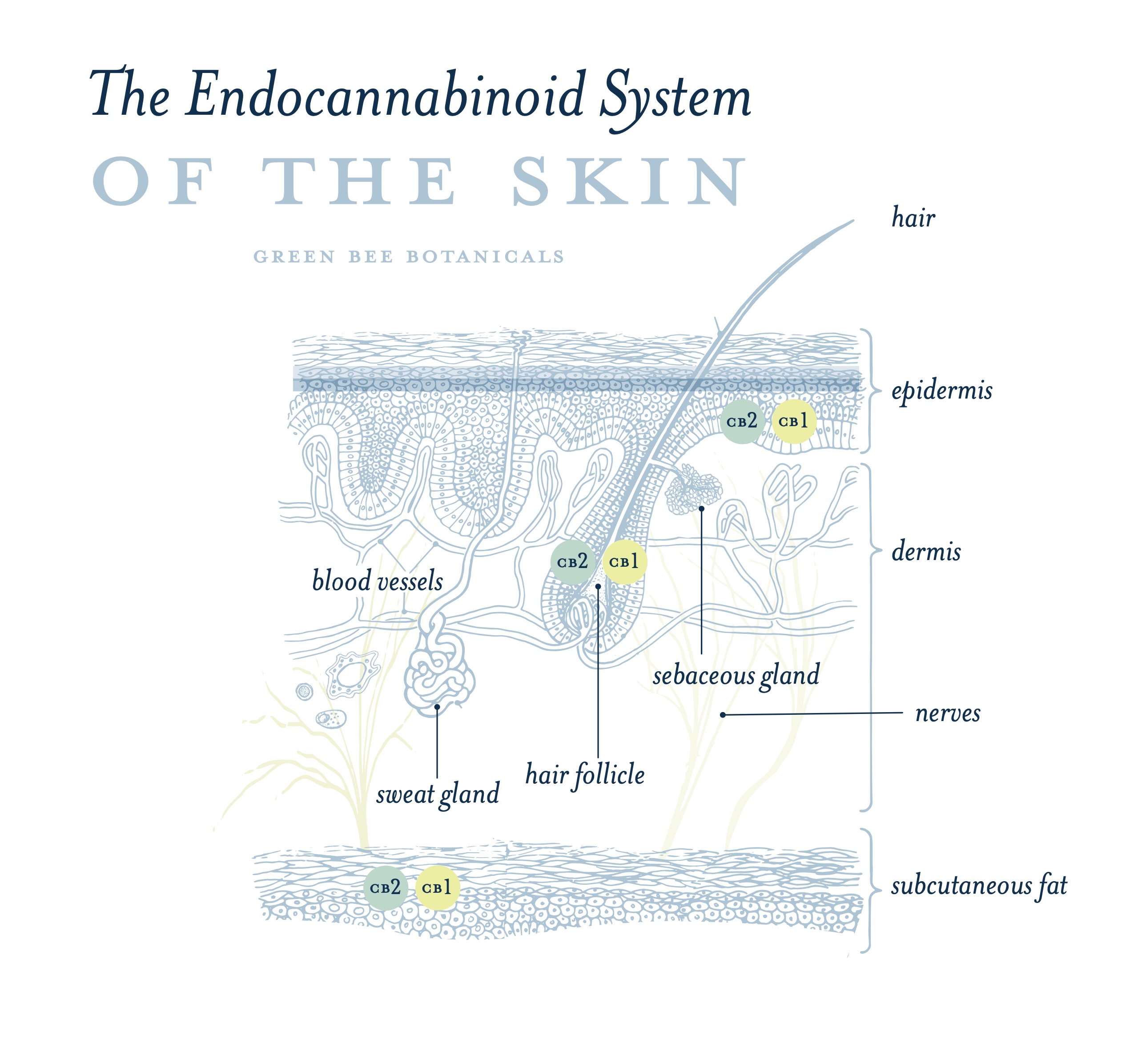 Endocannabinoid system